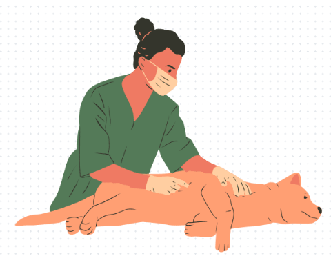 狗狗乳房有肿块怎么办?