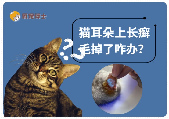 猫耳朵上长癣毛掉了