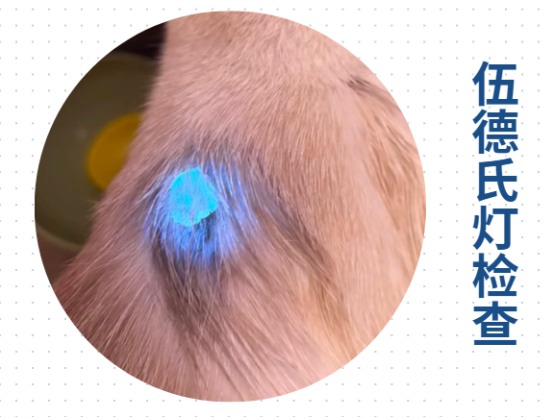 猫耳朵上长癣毛掉了用什么药