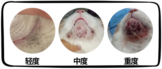 猫咪黑下巴是怎么回事?