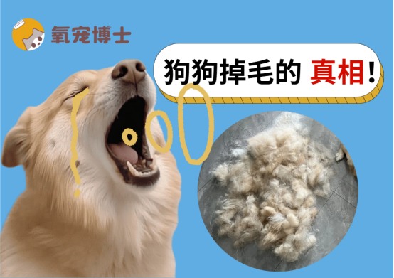 狗狗掉毛原因全解析：从生理到病理的综合防治指南