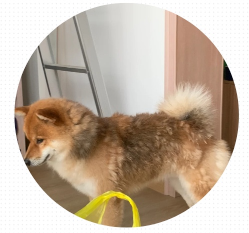 狗狗掉毛严重