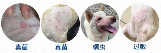 狗狗皮肤病掉毛