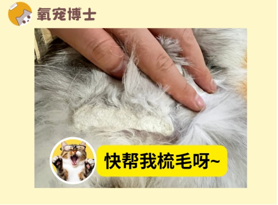 猫毛打结成块怎么处理?