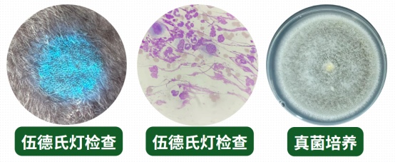 狗癣用什么药?