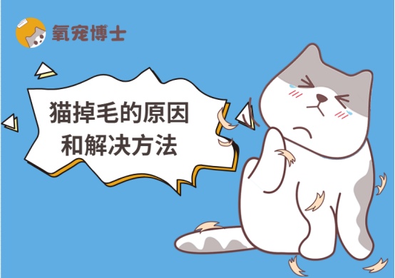 猫咪掉毛原因全解析：从生理到病理的科学应对指南