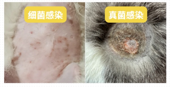 猫掉毛的原因有哪些？