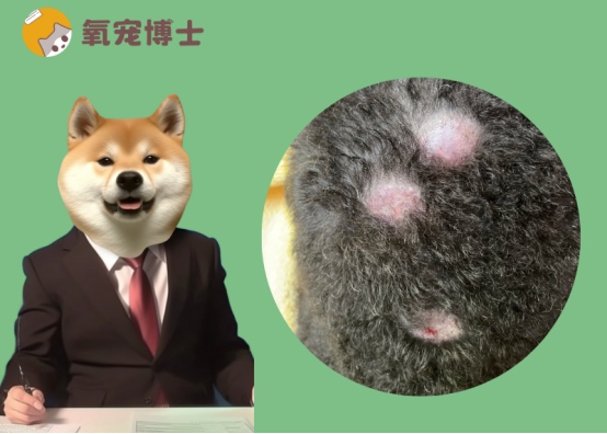 狗癣怎么治用什么药最有效?