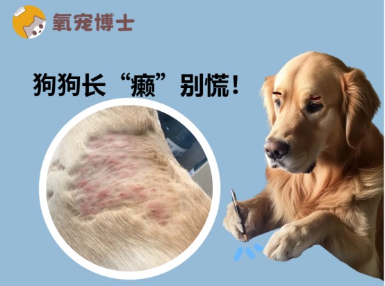 狗狗皮肤病治疗指南：真菌螨虫感染用药方法全解