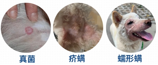 狗狗身上长癞