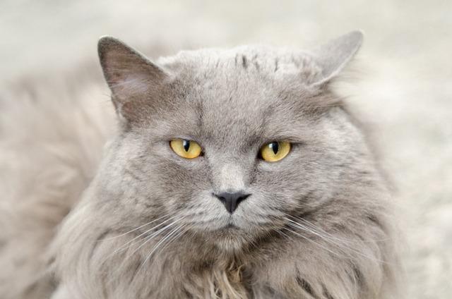 猫咪掉毛原因分析及科学护理方法全攻略