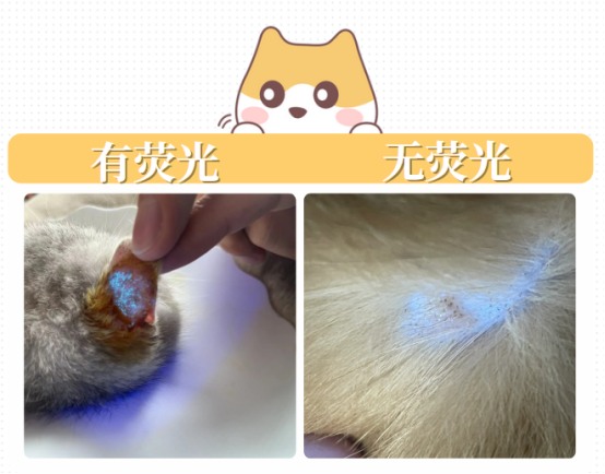 猫癣怎么诊断?
