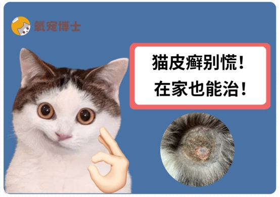 猫皮癣怎么治疗?
