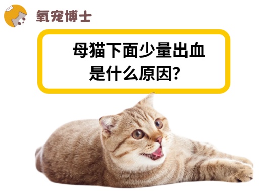 母猫下面出血的原因