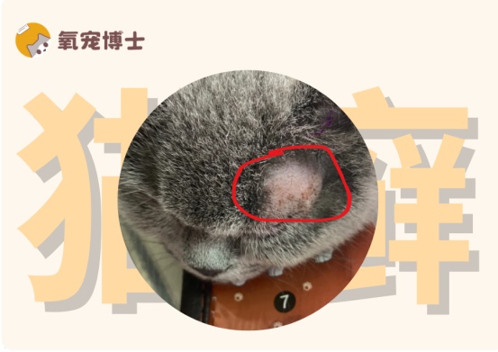 猫癣初期症状识别与治疗方法详解