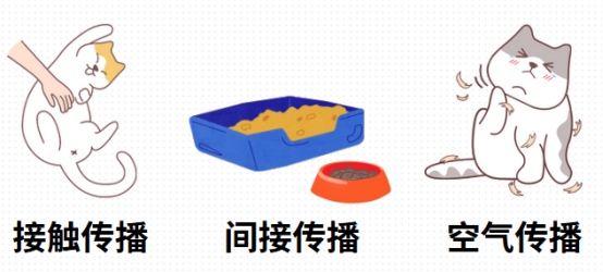 猫癣的传染途径