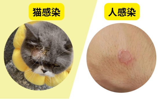 猫癣的症状