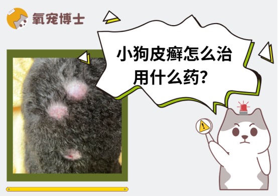 狗狗皮癣症状识别与治疗方法详解
