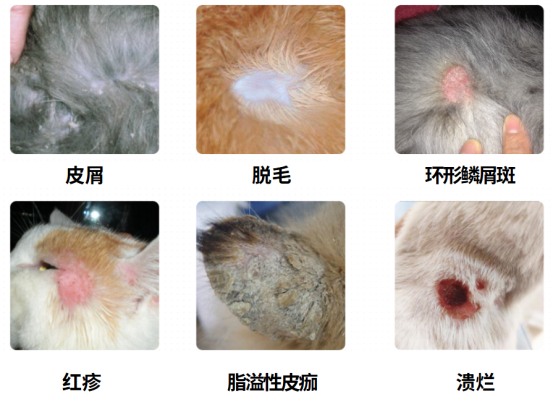 狗癣症状