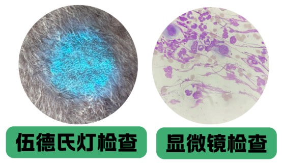小狗皮癣