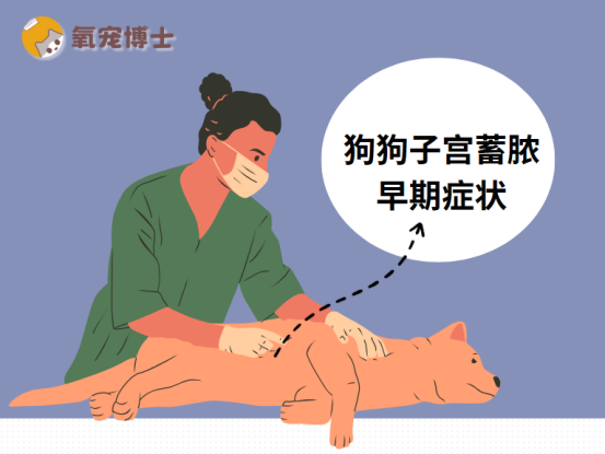 狗狗子宫蓄脓早期症状识别与治疗方法详解