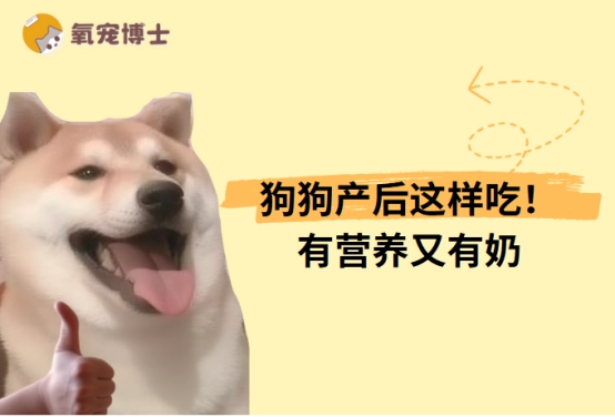 狗狗生产后吃什么有营养又有奶?