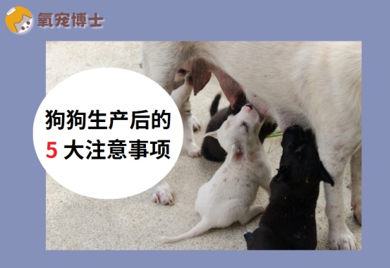 狗狗生产后的5大注意事项