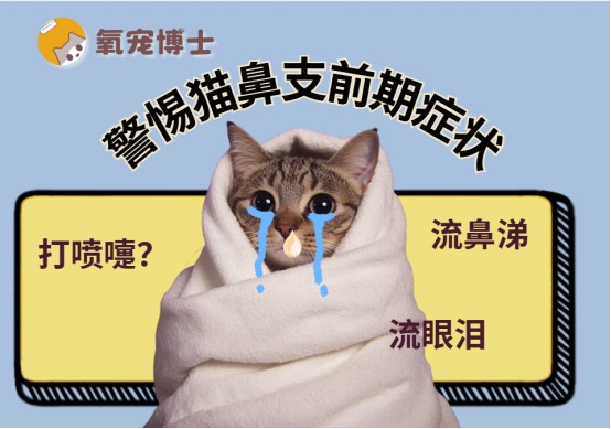 猫鼻支早期症状识别与防治全攻略
