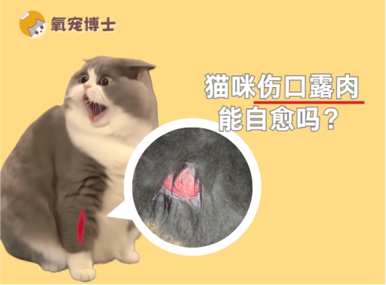猫咪伤口露肉能自愈吗？