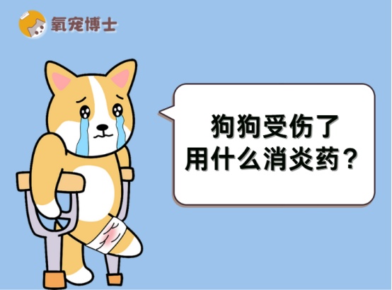 狗狗受伤了用什么消炎药？