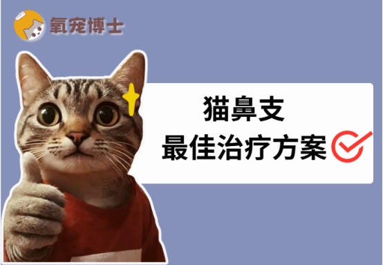 猫鼻支最佳治疗方案