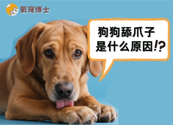 狗狗频繁舔爪子是什么原因如何正确处理
