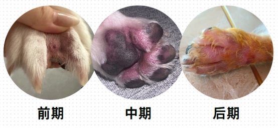 狗狗趾间炎