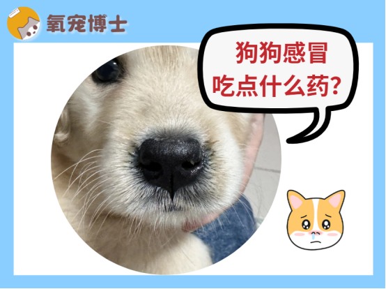 狗狗感冒吃点什么药？