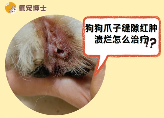 狗狗爪子缝隙红肿溃烂怎么治疗?
