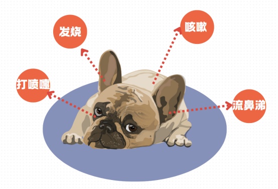 狗狗感冒
