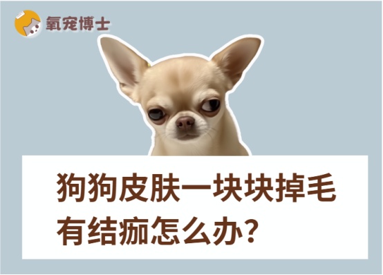 狗狗皮肤一块块掉毛有结痂怎么办?