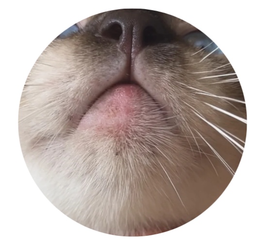 猫下巴长了黑色结痂是什么原因？