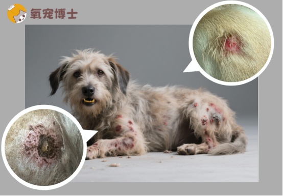 狗狗身上皮肤溃烂怎么办?