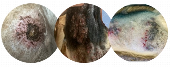 狗狗身上皮肤溃烂用什么药?