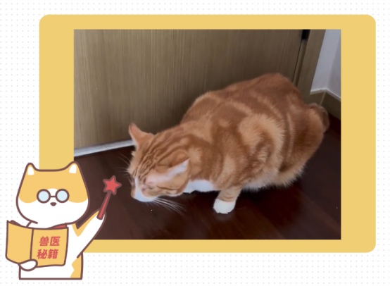 猫咪咳嗽