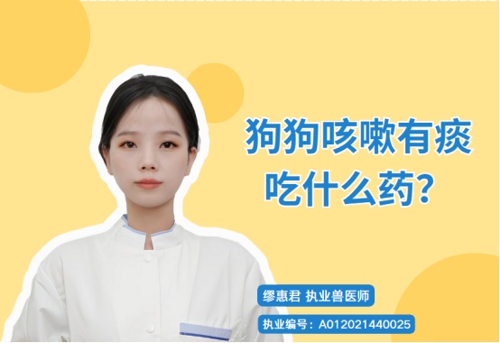 狗狗咳嗽有痰吃什么药?