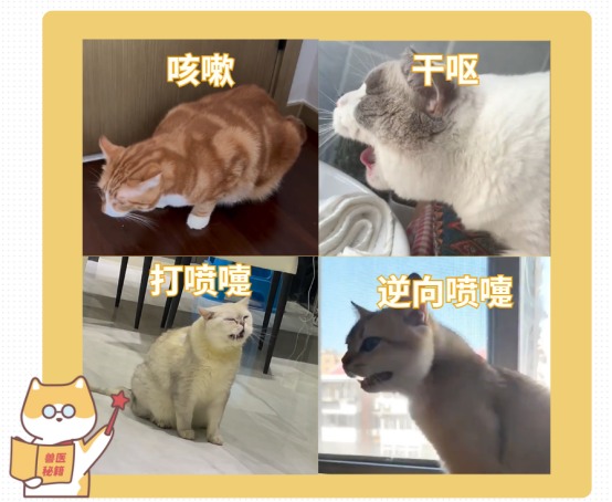 猫一直发出卡喉咙的声音怎么回事?