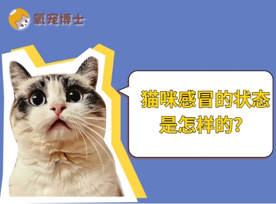猫咪感冒症状识别与科学治疗方法全攻略