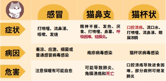 猫感冒与猫鼻支的区别