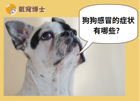 狗狗感冒的症状有哪些?