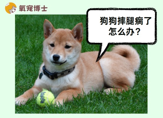 狗狗摔腿瘸了怎么办？三种伤情处理方法全解析
