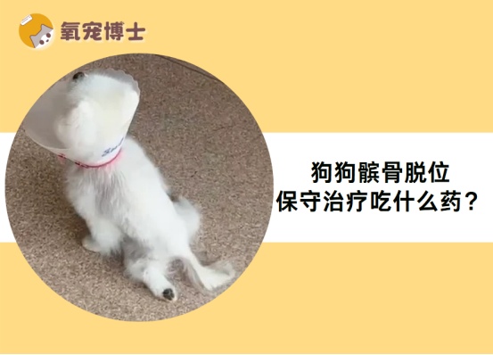 狗狗髌骨脱位保守治疗吃什么药?