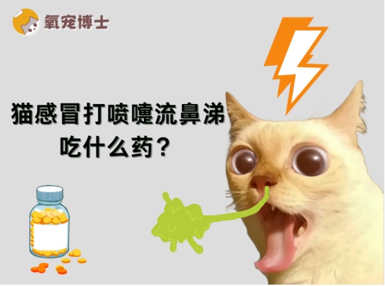 猫感冒打喷嚏流鼻涕吃什么药?