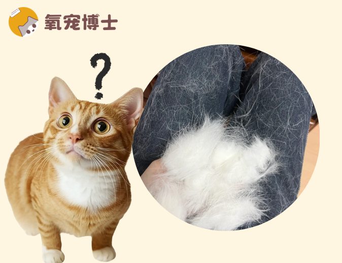 小猫掉毛严重是怎么回事?